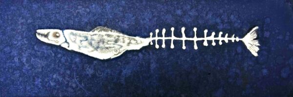 Tatsuo Shoji - Fish