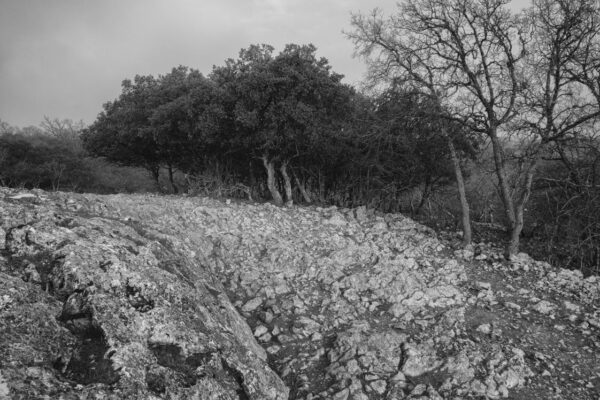 Willi Filz - Camino (1)